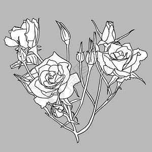 植物设计元素和手工抽签 矢量图示插图装饰花瓣叶子漩涡绘画风格玫瑰装饰品图片
