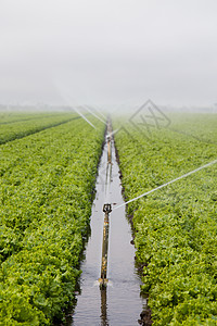 田间灌溉土地生长绿色食物农作物土壤洒水器图片