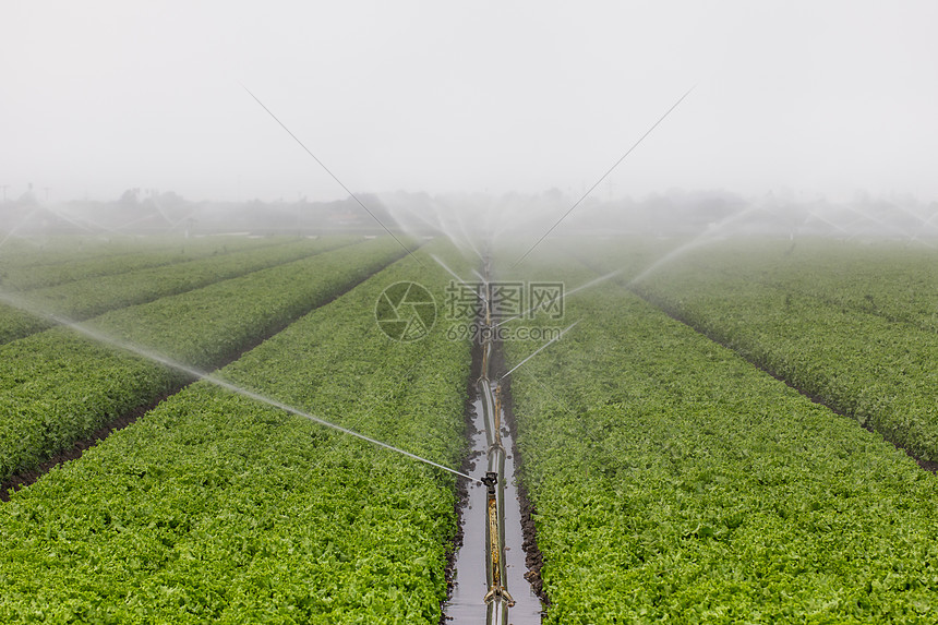 田间灌溉绿色农作物食物土地土壤洒水器生长图片