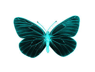 异形蝴蝶昆虫外星人蓝色拼贴画绿色流行流行音乐艺术背景图片