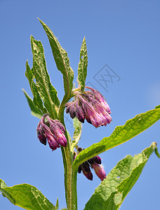 Comfrey 相向离异天空烹饪树叶植物沙拉花朵草本植物叶子草本药品图片