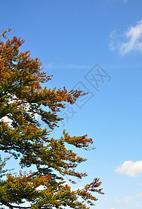 蜂蜜树倒在地上红色蓝色树叶黄色天空叶子图片