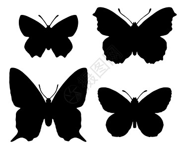 蝴蝶环形图剪贴插图动物黑色昆虫学背景图片