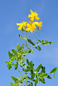 圣约翰的功率催眠天空药品植物草本植物树叶麦汁黄色医疗穿孔植物学图片