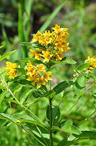 黄线Lysimachia粗俗草本植物植物群植物黄色图片