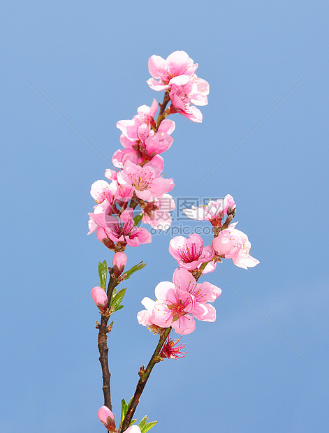 桃花紫色粉色植物群天空植物花朵枝条蓝色花园图片