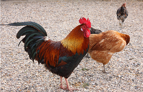 法国一个农场的美丽多彩的公鸡鸟类荒野男性动物食物院子母鸡翅膀农家院家禽图片