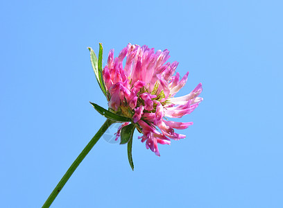 红丁烯三叶草植物天空宏观蓝色草坪紫色图片