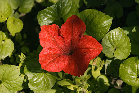 红花花植物植物群地球花园绿色红色花瓣黄色图片