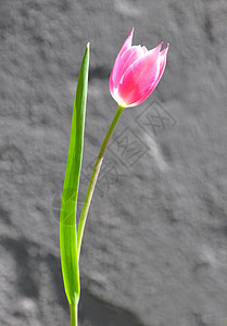 紫色郁金香花园植物群粉色植物红色图片