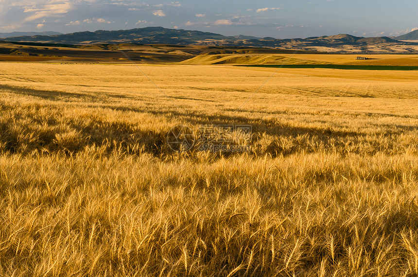 美国蒙大拿州加拉廷县里普小麦田和遥远的山丘图片