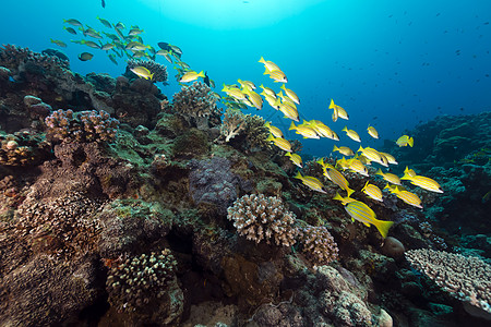 红海的蓝线鹿热带生活海景蓝色光植物场景海洋鲷鱼潜水背景图片