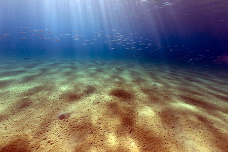 红海的热带水域盐水植物海洋场景蓝色太阳射线异国生活珊瑚图片