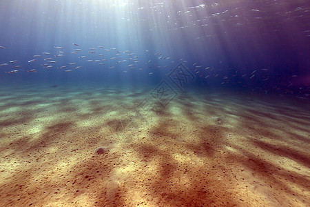 红海的热带水域珊瑚场景蓝色射线情调海景异国盐水植物海葵图片