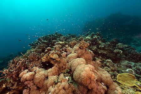 红海的热带水域异国珊瑚海景海葵盐水阳光蓝色射线情调天堂图片