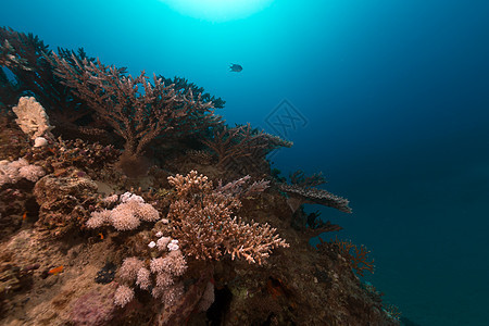 红海的热带水域太阳光海洋射线阳光海景异国情调珊瑚场景盐水图片