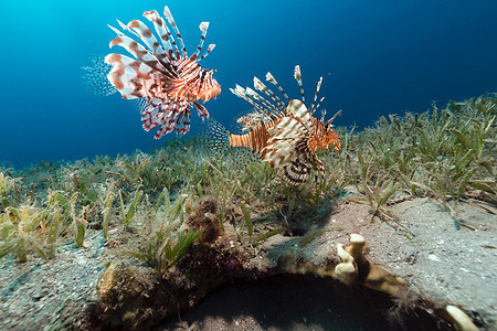 红海的热带水域场景天堂植物射线生活珊瑚蓝色海葵阳光潜水图片