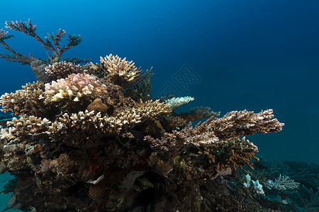 红海的热带水域天堂潜水珊瑚异国射线蓝色太阳光生活海葵植物图片