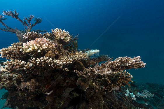 红海的热带水域天堂潜水珊瑚异国射线蓝色太阳光生活海葵植物图片