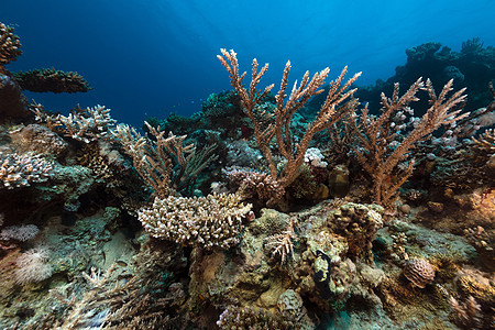 红海的热带水域植物射线太阳光海洋太阳生活场景情调盐水蓝色图片