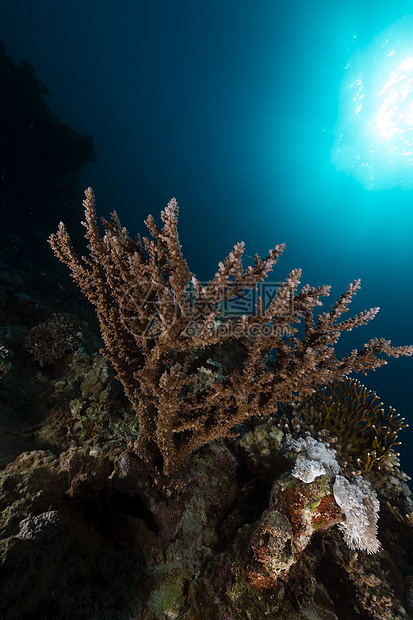 红海的热带水域盐水天堂植物太阳光潜水珊瑚蓝色海景生活情调图片