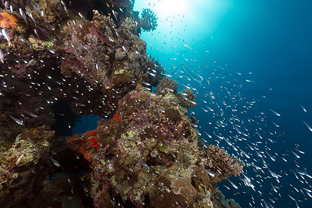 红海热带水域的花生鱼潜水太阳光珊瑚情调海洋阳光射线太阳盐水植物图片