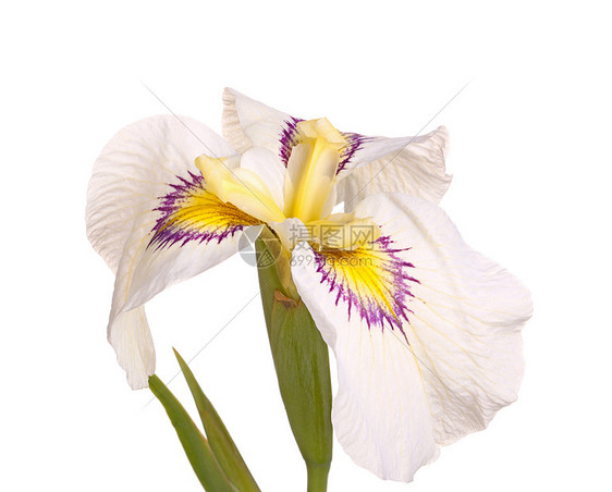 白色 紫色和黄色的花朵图片
