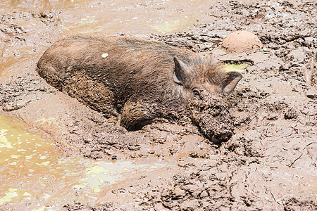 在泥里埋着的大头黑黑野猪毛皮森林眼睛头发农场游戏鼻子环境木头男性图片