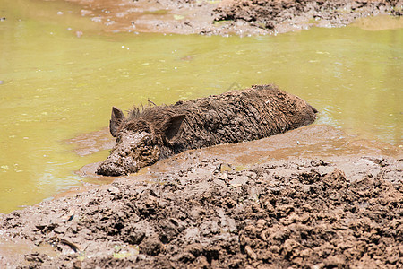 在泥里埋着的大头黑黑野猪哺乳动物荒野木头毛皮头发森林游戏耳朵农场鼻子图片