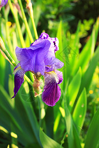 在阳光明媚的春天 有选择地集中关注植物群粉色绿色紫色礼物花园宏观蓝色植物红色图片
