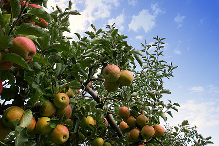 夏季的苹果果园 上面覆满多彩苹果花园收成生长饮食食物园艺生产农场蓝色叶子图片