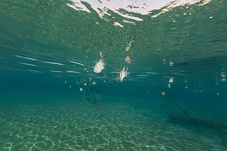 红海热带水域珊瑚阳光潜水异国太阳光生活场景盐水蓝色海洋图片