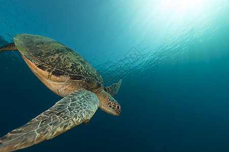 红海的雌绿龟生活海龟阳光海洋场景蓝色热带射线珊瑚盐水图片