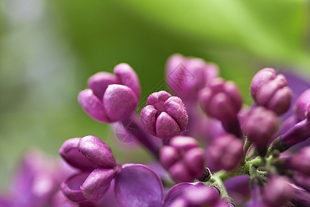 开花花淡紫色环境季节花朵觉醒紫色图片