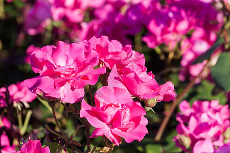 花园中的粉红玫瑰庆典场地植物树叶花粉玫瑰花束花瓣荒野园艺图片
