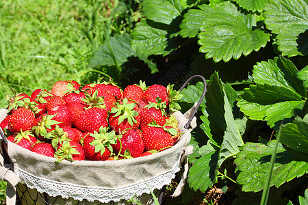 新鲜的草莓 放在篮子里花园水果食欲流动铁丝篮小吃富裕食物团体浆果图片