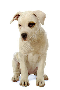 小狗狗白色犬类生物工作室监护人哺乳动物动物斗牛犬皱纹肌肉图片