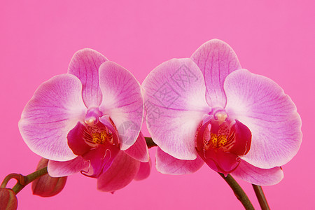 粉红色colorchid粉色树枝热带花园植物学紫色花瓣宏观植物异国图片