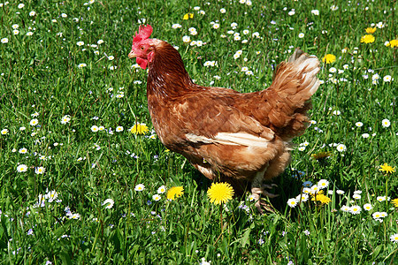 汉内农业家畜食物公鸡农家院动物场地农场梳子鸟类图片