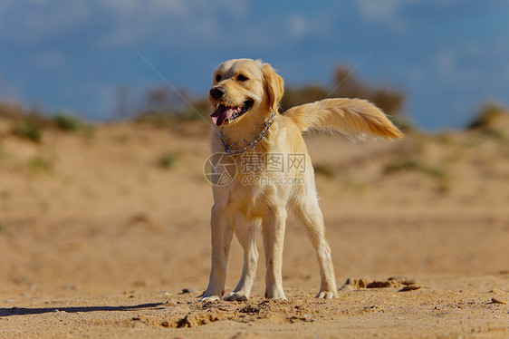 黄金寻金训练微笑猎犬犬类冒充小狗快乐有素动物爪子图片
