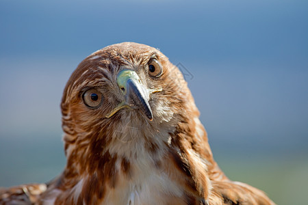 红色尾巴鹰眼睛航班野生动物捕食者猎人羽毛鸟类猎物荒野打猎图片