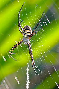 蜘蛛 阿吉波布伦尼奇动物昆虫食肉危险捕食者生活黑色黄色野生动物宏观图片