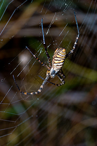 蜘蛛 阿吉波布伦尼奇危险黄色漏洞食肉条纹动物生活黑色野生动物宏观图片