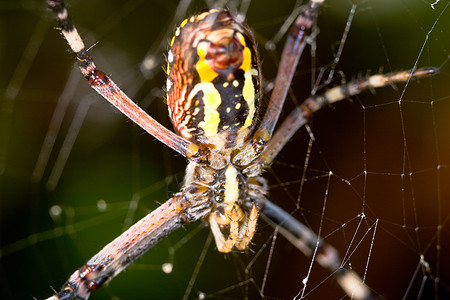 蜘蛛 阿吉波布伦尼奇生活条纹危险野生动物捕食者宏观漏洞昆虫食肉黄色图片