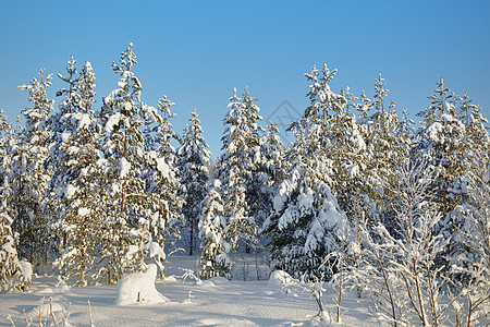 冬季积雪覆盖的森林景观图片
