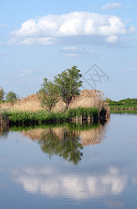 云树和河流夏季风景图片