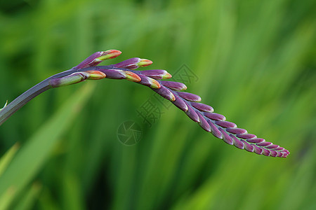 鲜花花果季节绿色季节性自然植物群图片