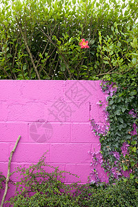 美丽的粉色花朵花园艺植物石头爬行者玫瑰花园生长花瓣叶子树篱图片