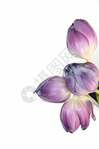 四朵美丽的紫色郁金香图片