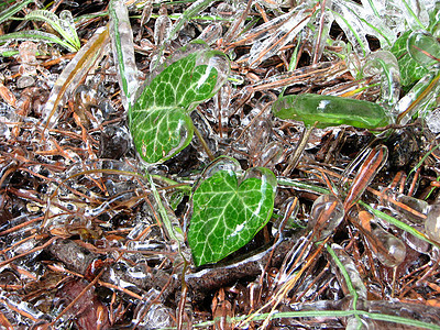 冰雪大理石叶子森林植物冻结石头包围水滴图片